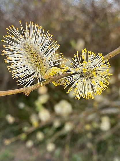 Salweide (Salix caprea) – Produktbild, heimische Wildpflanze, Gehölze, naturnaher Garten