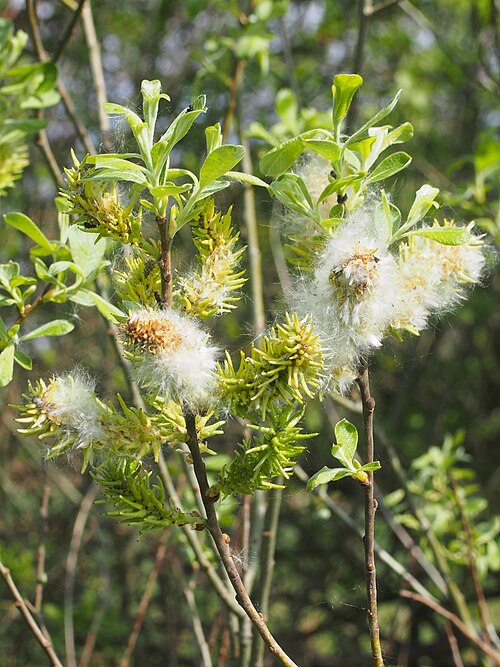Aschweide (Salix cinerea) – Produktbild, heimische Wildpflanze, Gehölze, naturnaher Garten