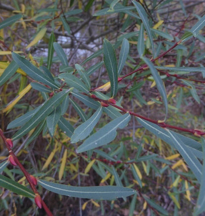 Purpurweide (Salix purpurea) – Produktbild, heimische Wildpflanze, Gehölze, naturnaher Garten