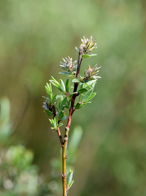 Rosmarinweide (Salix rosmarinifolia) – Produktbild, heimische Wildpflanze, Gehölze, naturnaher Garten