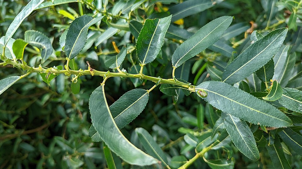 Mandelweide (Salix triandra) – Produktbild, heimische Wildpflanze, Gehölze, naturnaher Garten