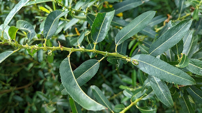 Mandelweide (Salix triandra) – Produktbild, heimische Wildpflanze, Gehölze, naturnaher Garten