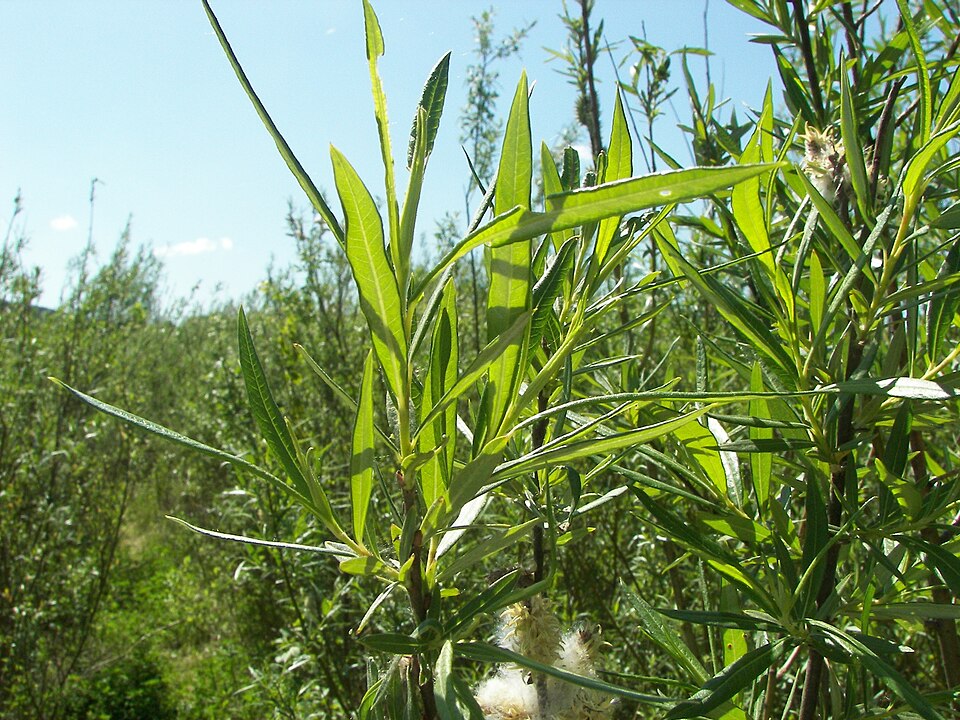 Korbweide (Salix viminalis) – Produktbild, heimische Wildpflanze, Gehölze, naturnaher Garten