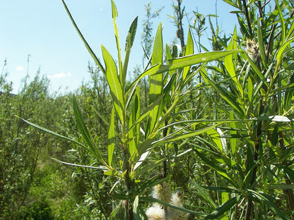 Korbweide (Salix viminalis) – Produktbild, heimische Wildpflanze, Gehölze, naturnaher Garten