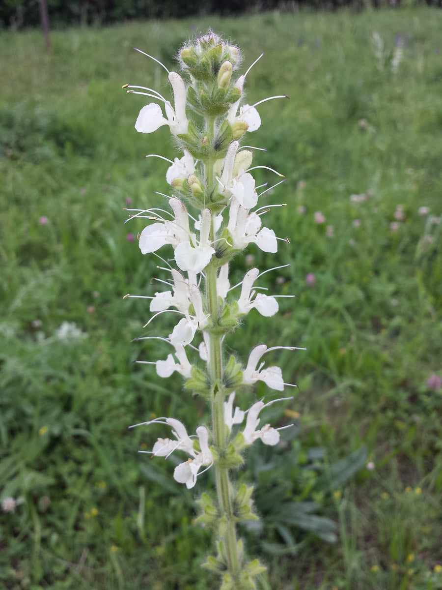 Österreichischer Salbei (Salvia austriaca) – Produktbild, heimische Wildpflanze, Stauden, naturnaher Garten