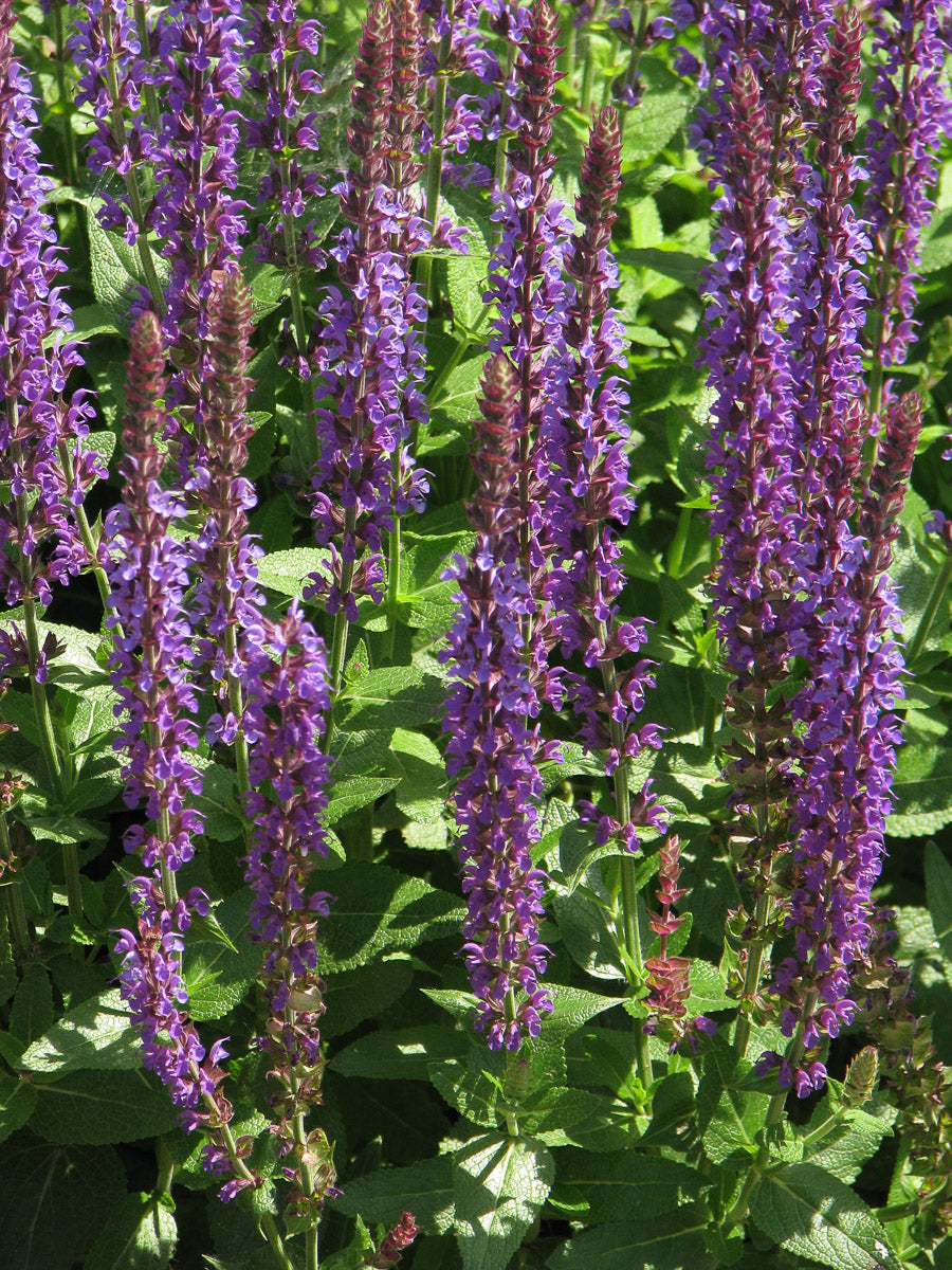 Steppensalbei (Salvia nemorosa) – Produktbild, heimische Wildpflanze, Stauden, naturnaher Garten
