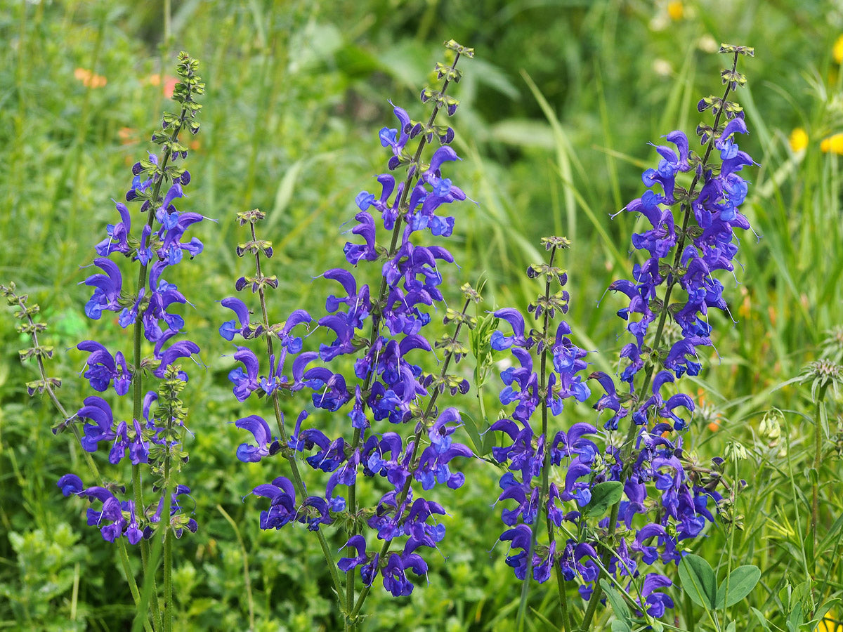 Wiesen-Salbei (Salvia pratensis) – Produktbild, heimische Wildpflanze, Stauden, naturnaher Garten