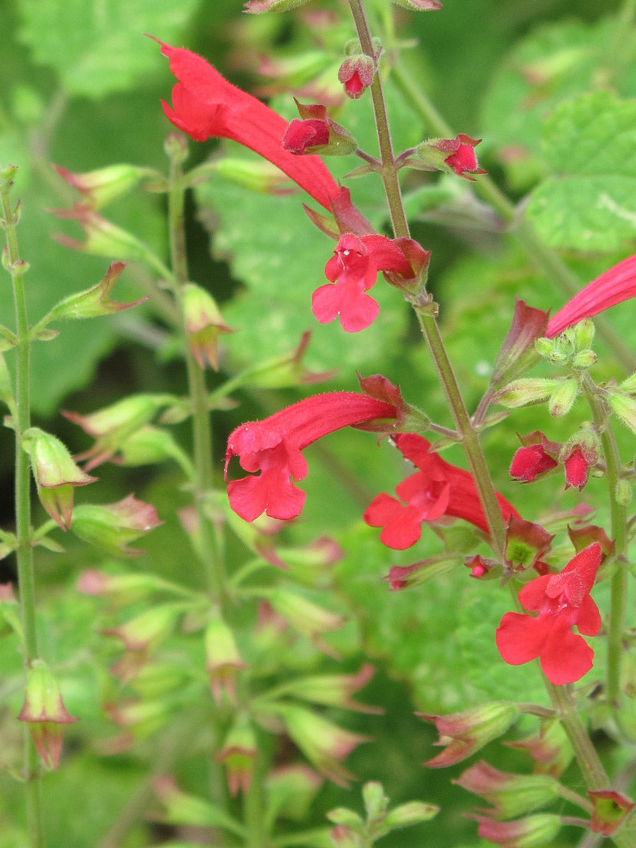 Zedern-Sabei 'Hot Trumpets', Römer-Salbei (Salvia roemeriana 'Arriba') – Produktbild, heimische Wildpflanze, Stauden, naturnaher Garten