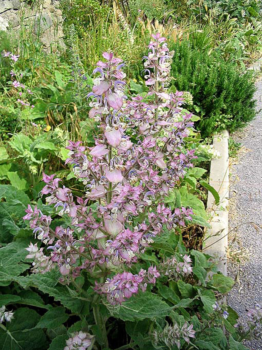 Muskateller-Salbei (Salvia sclarea) – Produktbild, heimische Wildpflanze, Stauden, naturnaher Garten