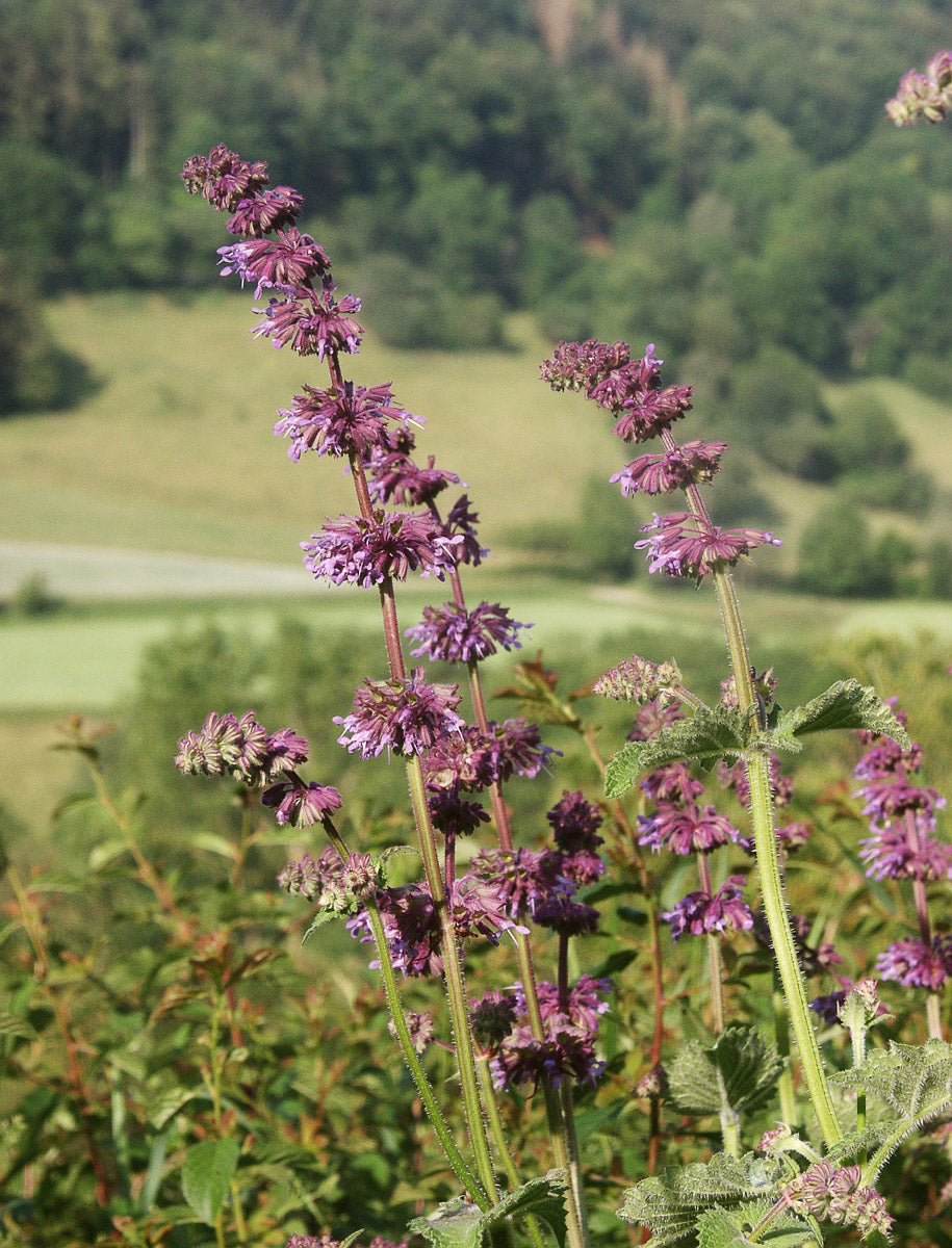 Quirlblütiger Salbei (Salvia verticillata) – Produktbild, heimische Wildpflanze, Stauden, naturnaher Garten