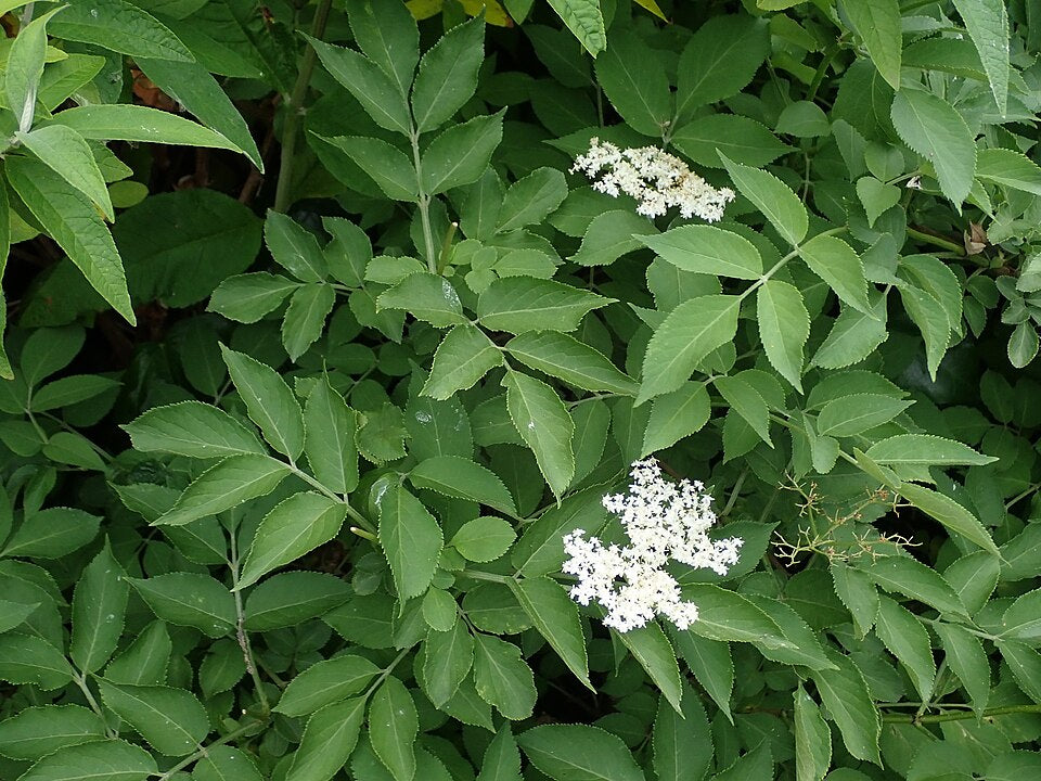 Schwarzer Holunder (Sambucus nigra) – Produktbild, heimische Wildpflanze, Gehölze, naturnaher Garten