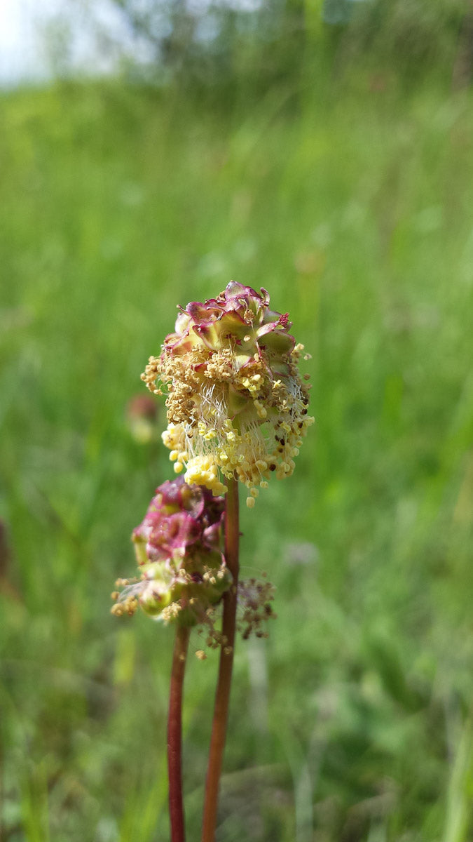 Kleiner Wiesenknopf (Sanguisorba minor ) – Produktbild, heimische Wildpflanze, Saatgut, naturnaher Garten