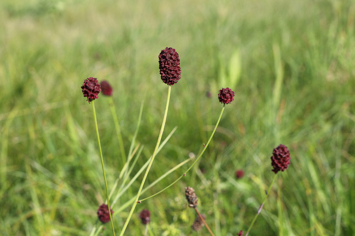 Große Wiesenknopf (Sanguisorba officinalis) – Produktbild, heimische Wildpflanze, Stauden, naturnaher Garten