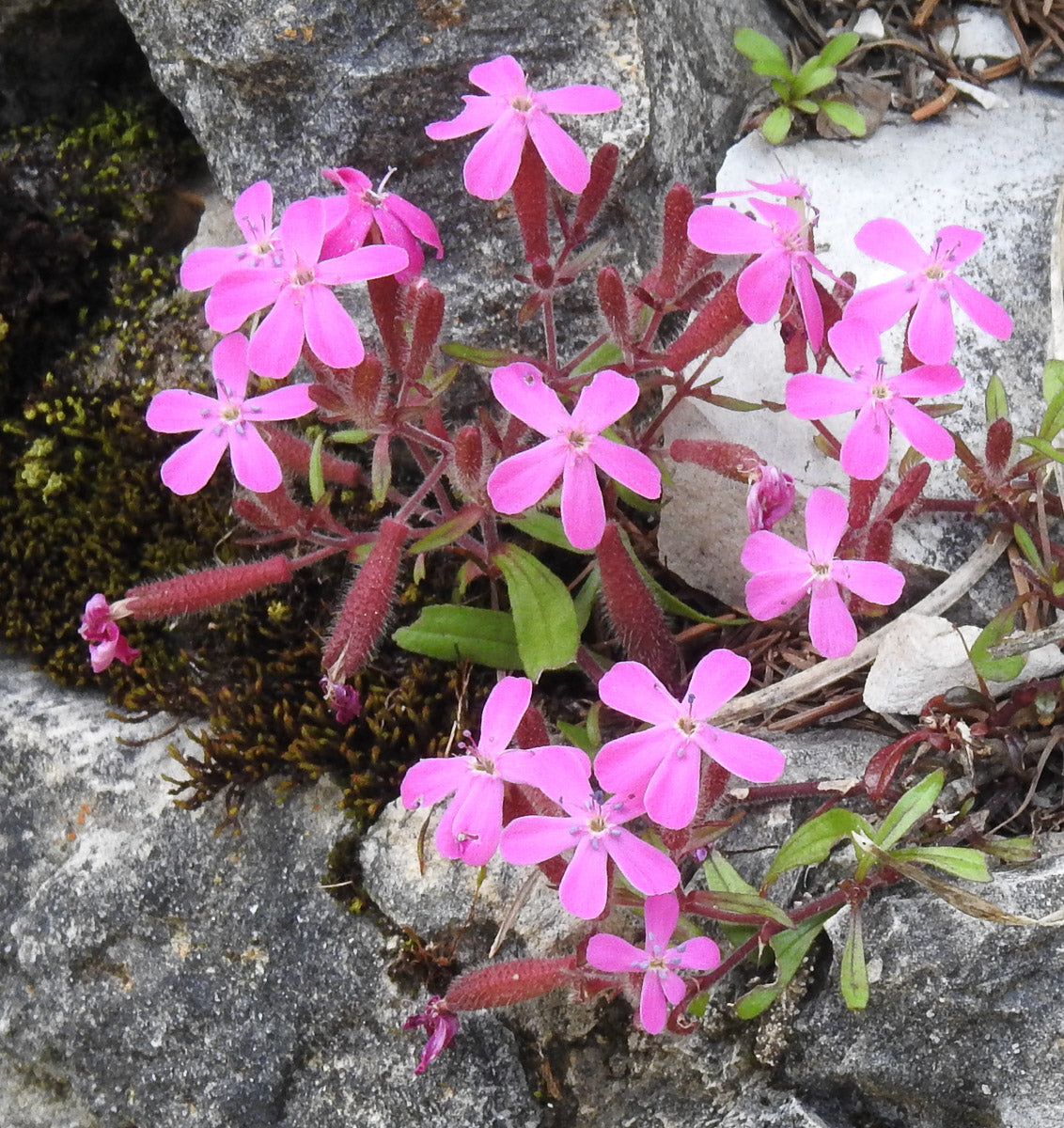 Rotes Seifenkraut (Saponaria ocymoides) – Produktbild, heimische Wildpflanze, Stauden, naturnaher Garten