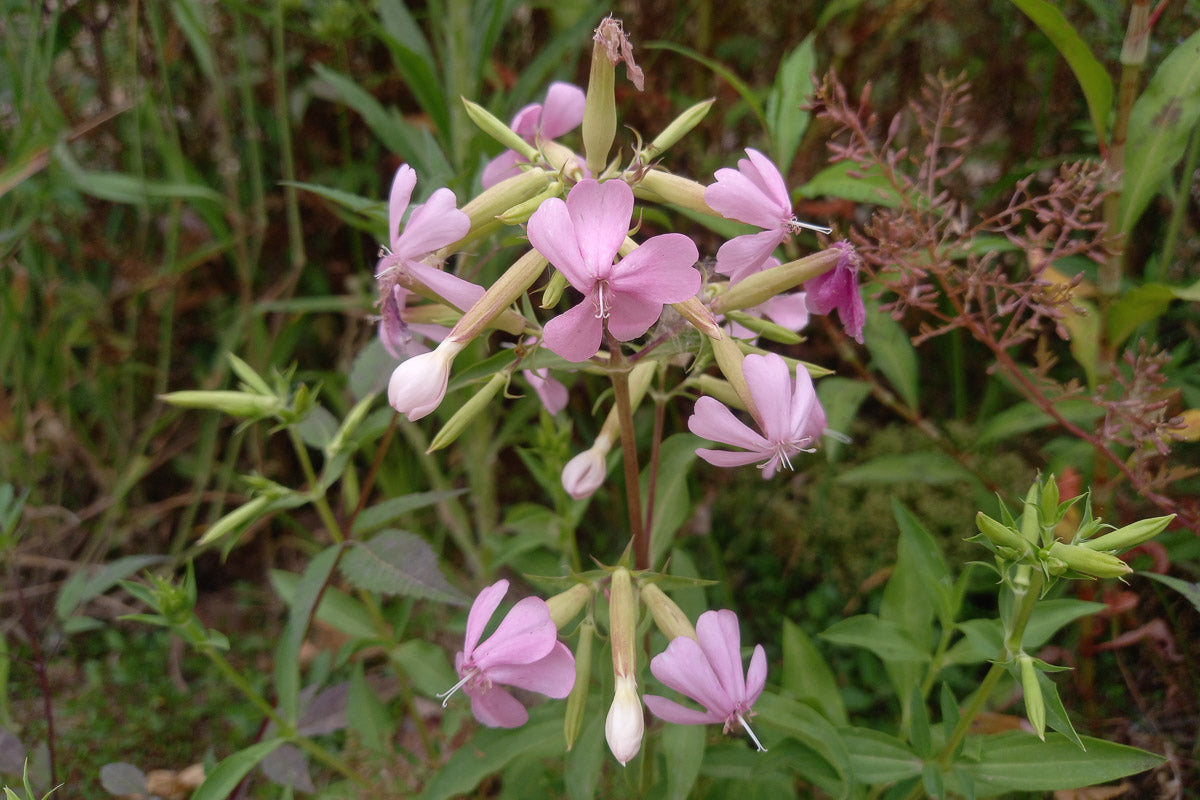 Gewöhnliches Seifenkraut (Saponaria officinalis) – Produktbild, heimische Wildpflanze, Stauden, naturnaher Garten