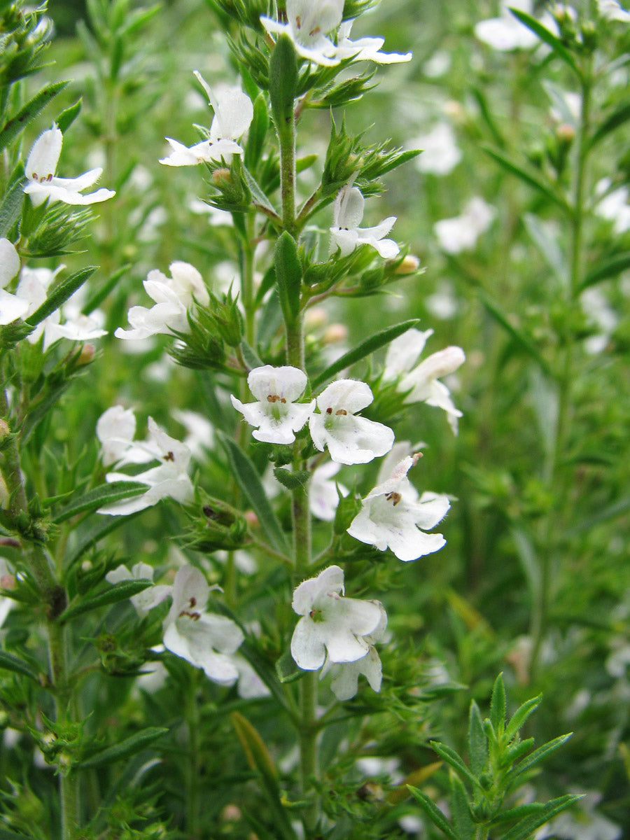 Winterbohnenkraut (Satureja montana) – Produktbild, heimische Wildpflanze, Stauden, naturnaher Garten