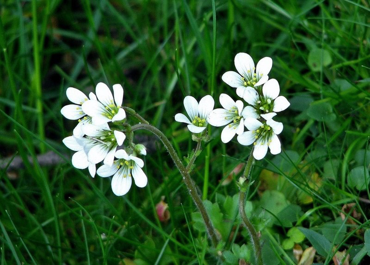 Körnchen-Steinbrech (Saxifraga granulata) – Produktbild, heimische Wildpflanze, Stauden, naturnaher Garten