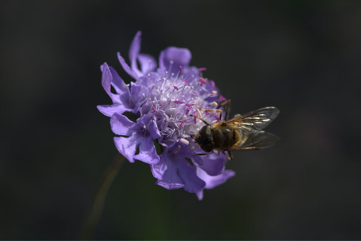 Duft-Skabiose (Scabiosa canescens) – Produktbild, heimische Wildpflanze, Stauden, naturnaher Garten