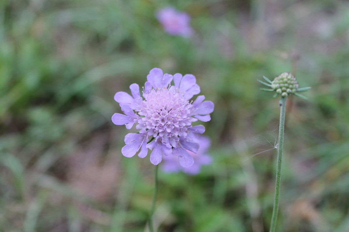 Tauben Skabiose (Scabiosa columbaria) – Produktbild, heimische Wildpflanze, Stauden, naturnaher Garten