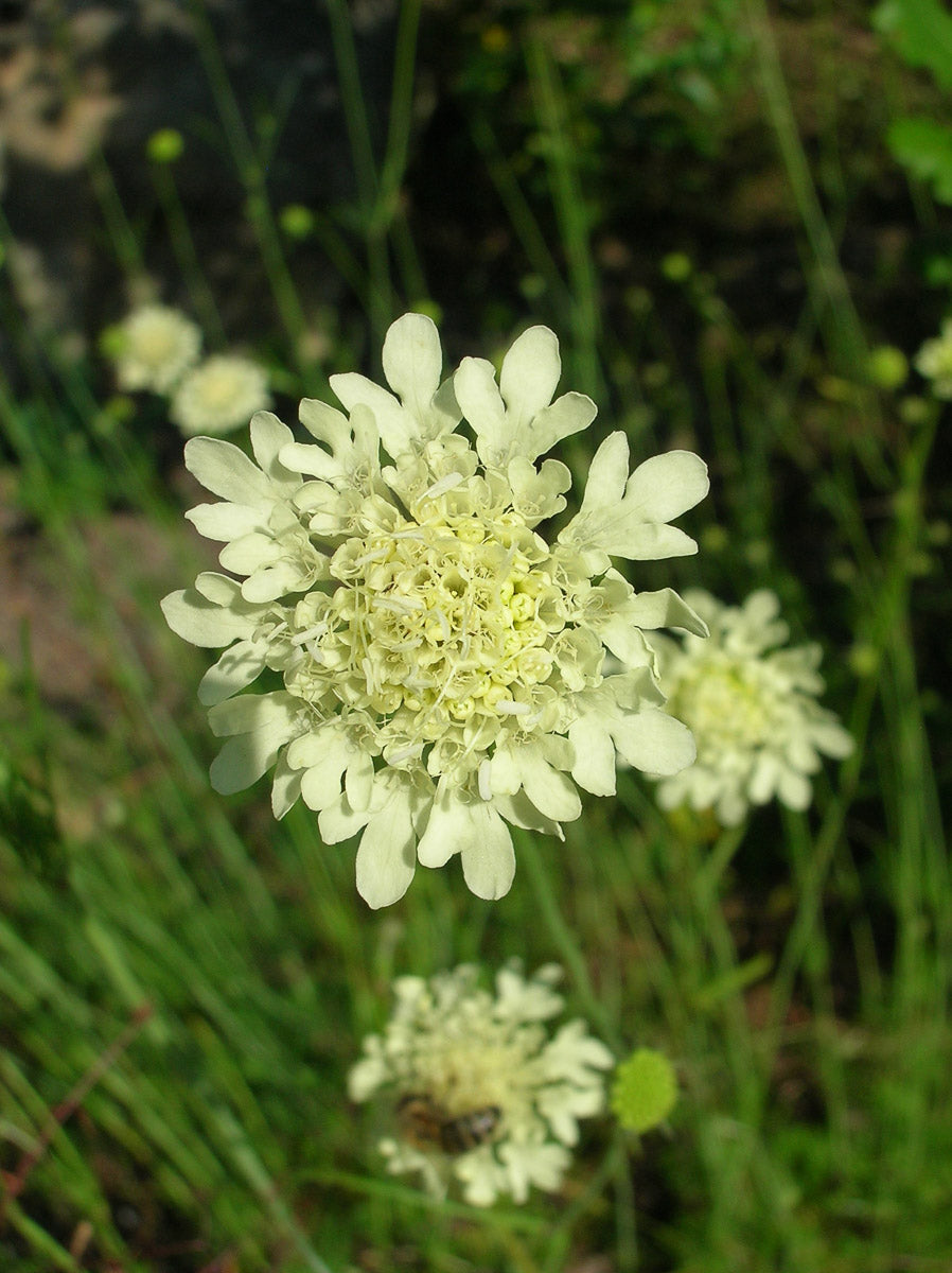 Gelbe Skabiose (Scabiosa ochroleuca ) – Produktbild, heimische Wildpflanze, Saatgut, naturnaher Garten
