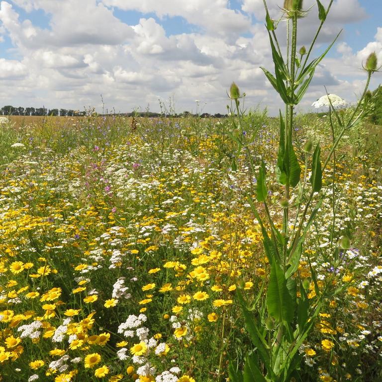 Wärmeliebender Saum Saatgutmischung – Produktbild, heimische Wildpflanze, Saatgutmischung, naturnaher Garten