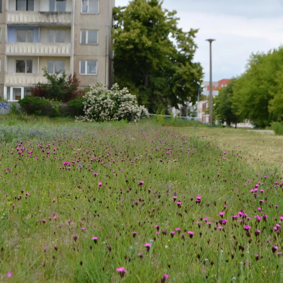 artenreiche Blühmischung für magerste Substrate – Produktbild, heimische Wildpflanze, Saatgutmischung, naturnaher Garten