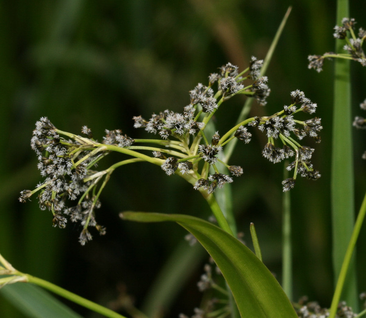 Wald-Simse (Scirpus sylvaticus) – Produktbild, heimische Wildpflanze, Stauden, naturnaher Garten