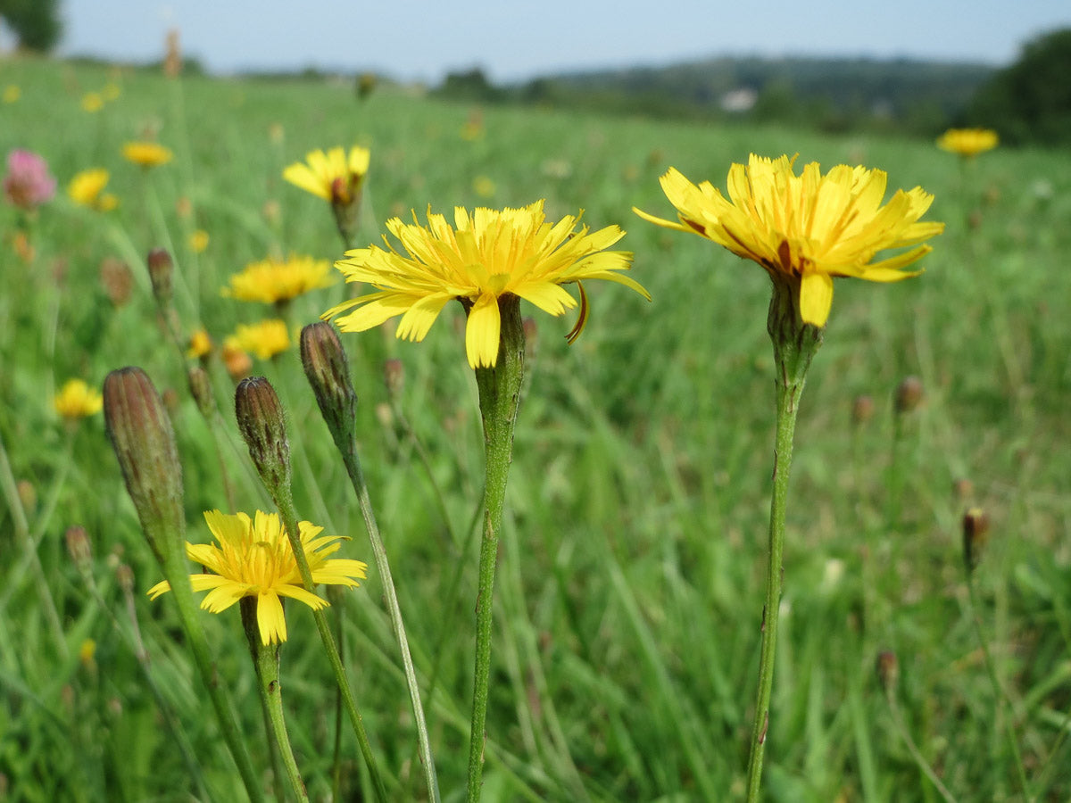 Herbst-Schuppenlöwenzahn (Scorzoneroides autumnalis) – Produktbild, heimische Wildpflanze, Stauden, naturnaher Garten