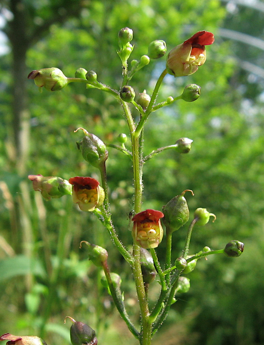 Knotige Braunwurz (Scrophularia nodosa) – Produktbild, heimische Wildpflanze, Stauden, naturnaher Garten
