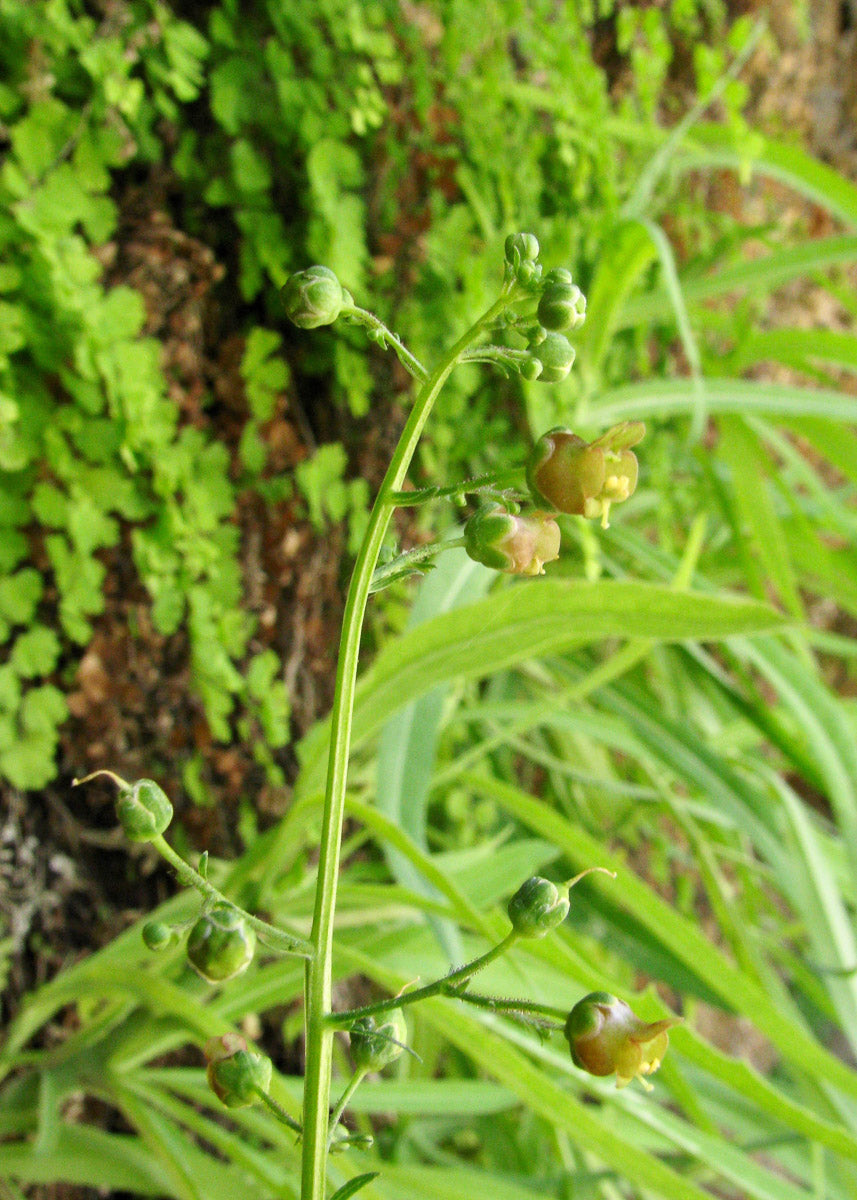 Flügel-Braunwurz (Scrophularia umbrosa) – Produktbild, heimische Wildpflanze, Stauden, naturnaher Garten