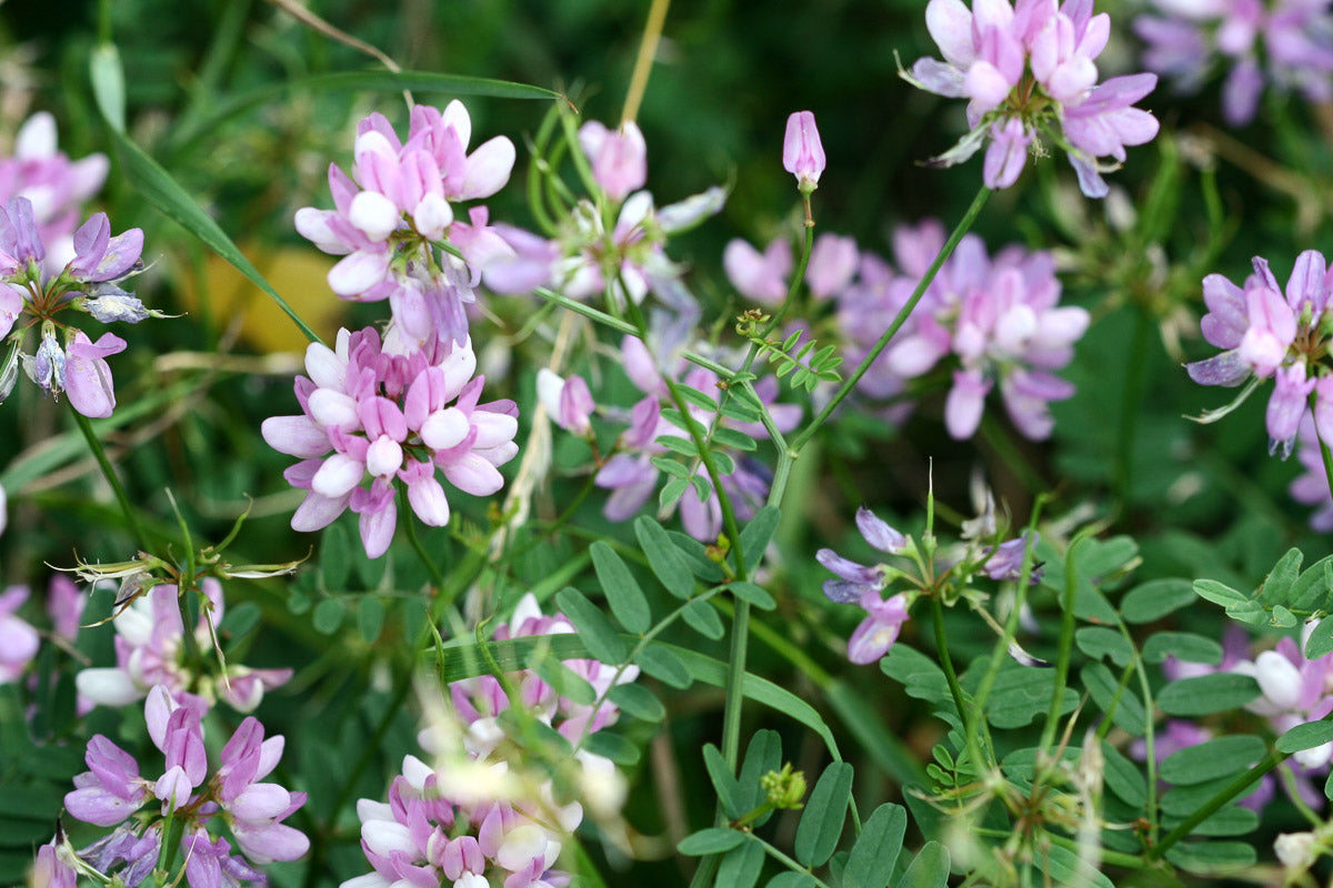 Bunte Kronwicke (Securigera varia) – Produktbild, heimische Wildpflanze, Stauden, naturnaher Garten