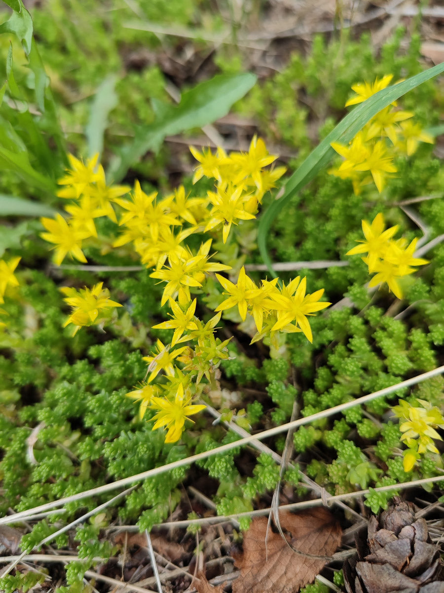 Scharfer Mauerpfeffer (Sedum acre) – Produktbild, heimische Wildpflanze, Stauden, naturnaher Garten