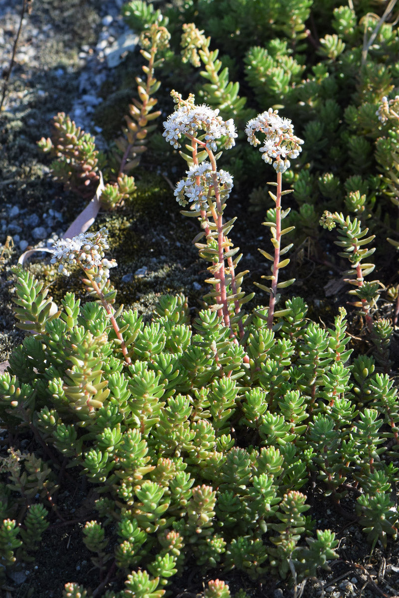 Weißer Mauerpfeffer (Sedum album) – Produktbild, heimische Wildpflanze, Stauden, naturnaher Garten