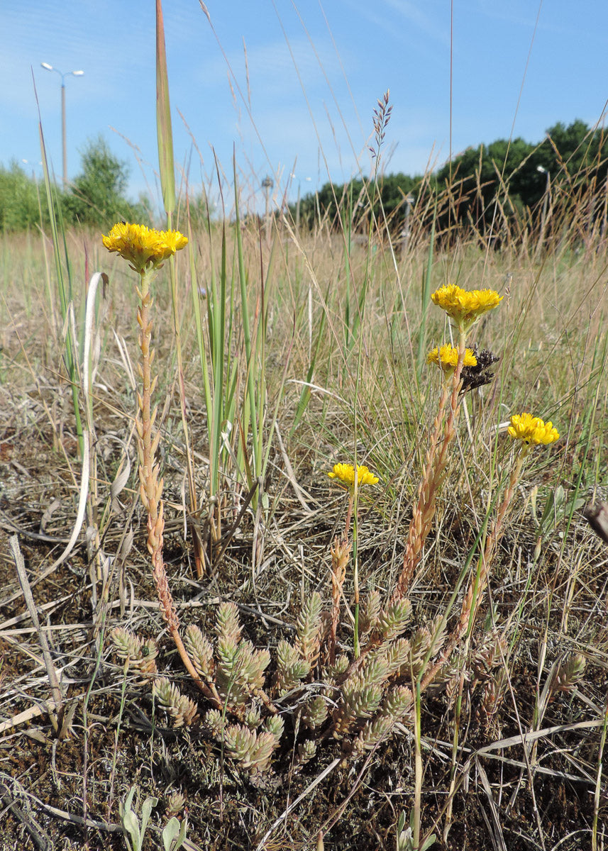 Felsen-Fetthenne (Sedum reflexum) – Produktbild, heimische Wildpflanze, Stauden, naturnaher Garten