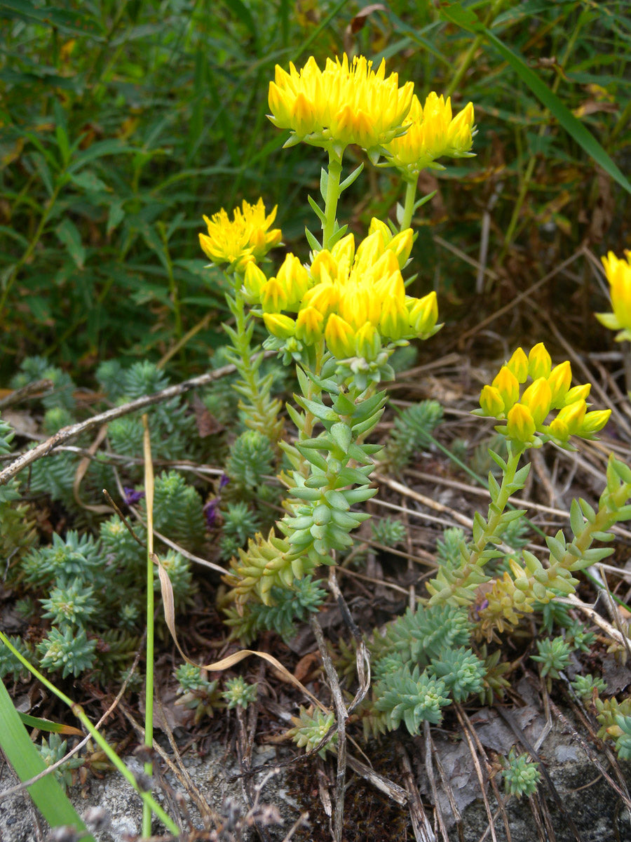 Felsen-Fetthenne (Sedum rupestre) – Produktbild, heimische Wildpflanze, Stauden, naturnaher Garten