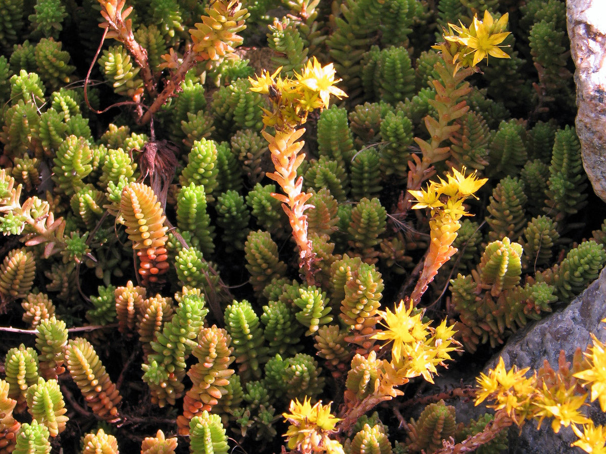 Milder Mauerpfeffer (Sedum sexangulare) – Produktbild, heimische Wildpflanze, Stauden, naturnaher Garten