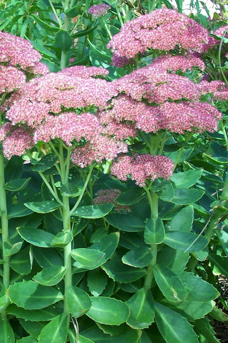 Purpur-Fetthenne (Sedum telephium) – Produktbild, heimische Wildpflanze, Stauden, naturnaher Garten