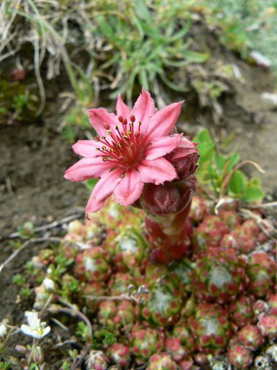 Spinnweb-Hauswurz (Sempervivum arachnoideum) – Produktbild, heimische Wildpflanze, Stauden, naturnaher Garten