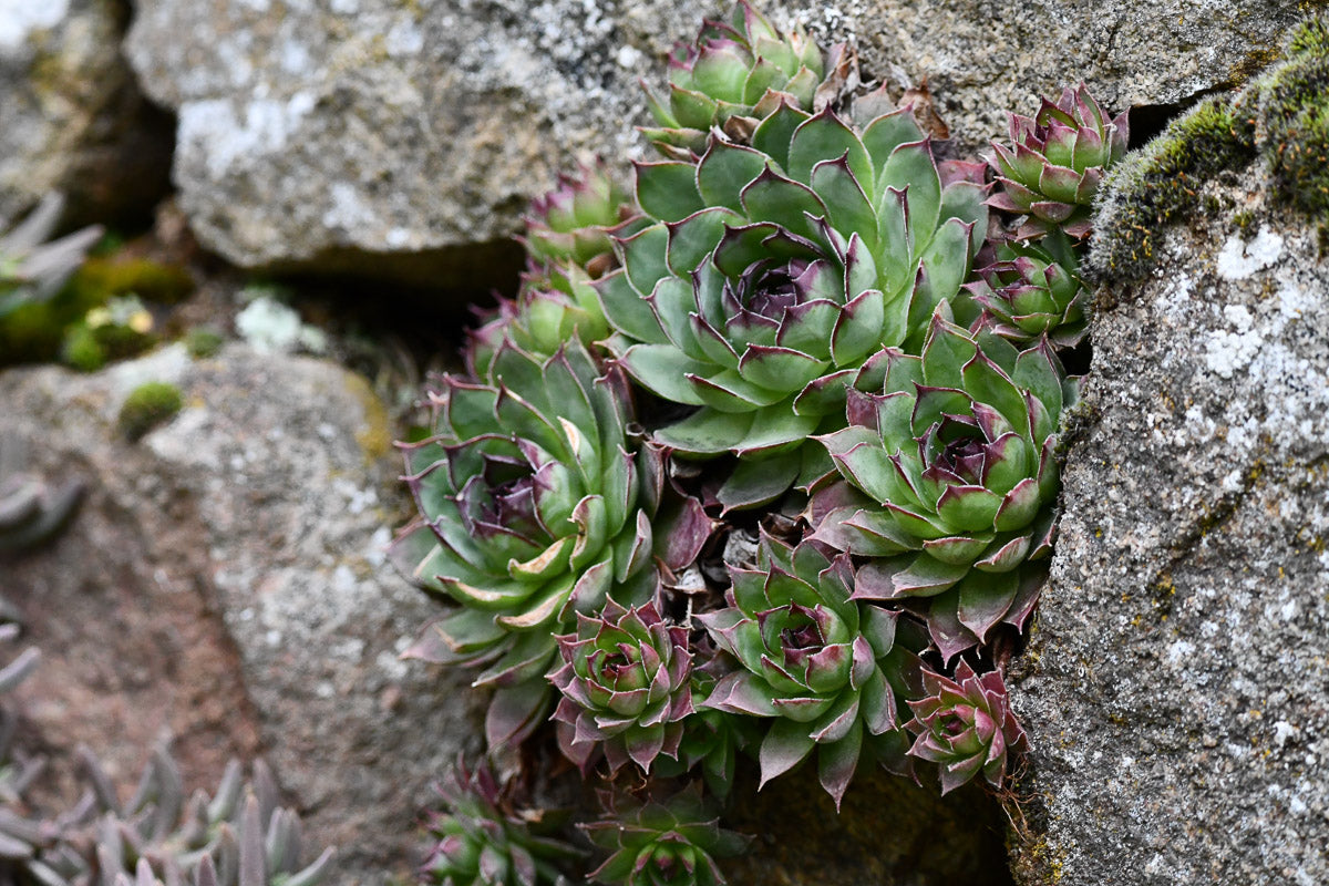 Dach-Hauswurz (Sempervivum tectorum) – Produktbild, heimische Wildpflanze, Stauden, naturnaher Garten