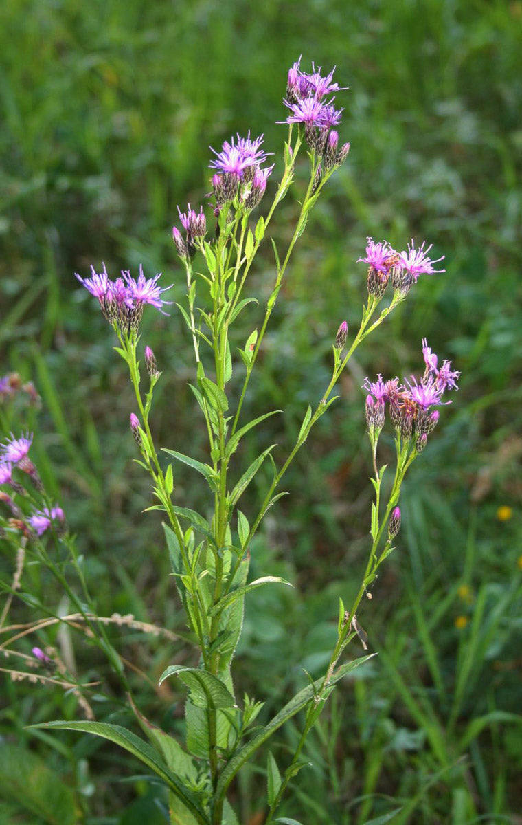 Färber-Scharte (Serratula tinctoria) – Produktbild, heimische Wildpflanze, Stauden, naturnaher Garten