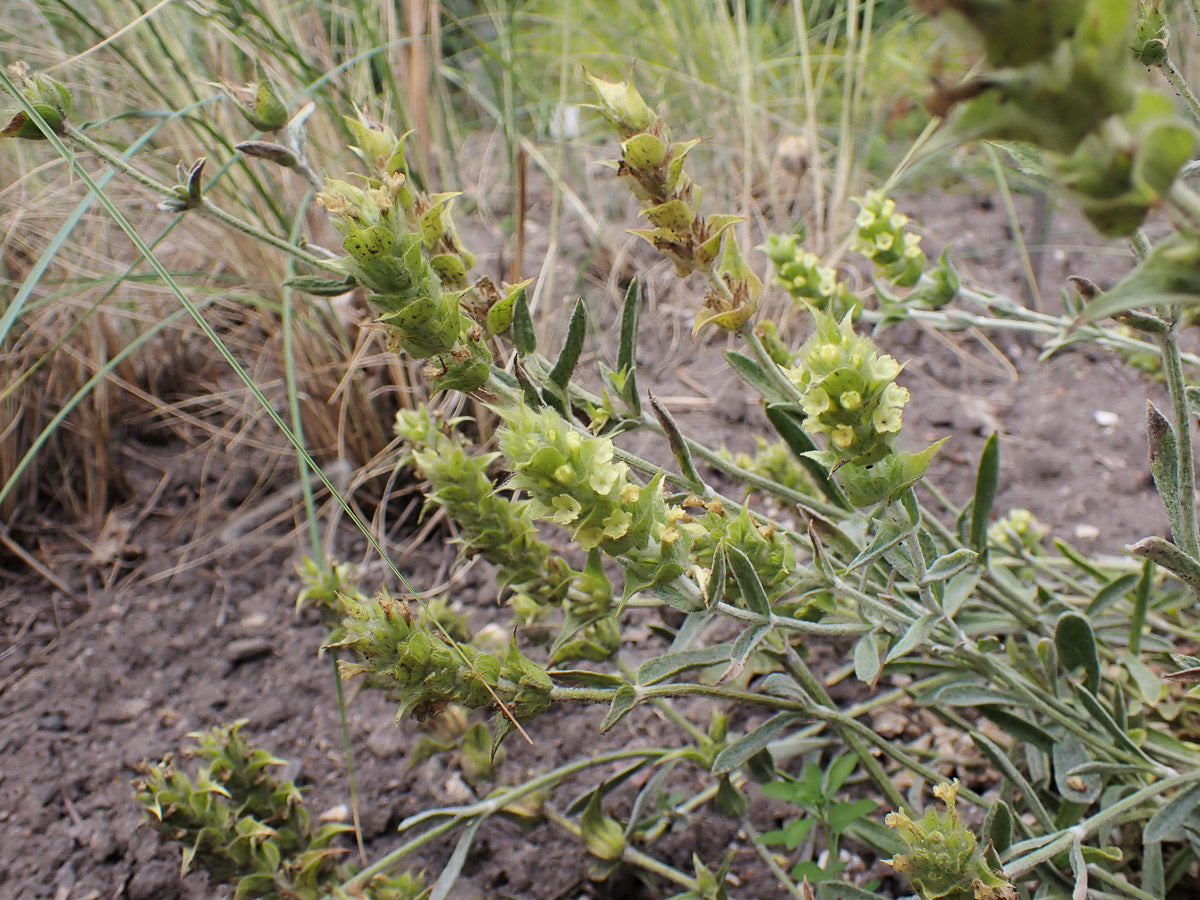 Griechischer Bergtee (Sideritis syriaca) – Produktbild, heimische Wildpflanze, Stauden, naturnaher Garten