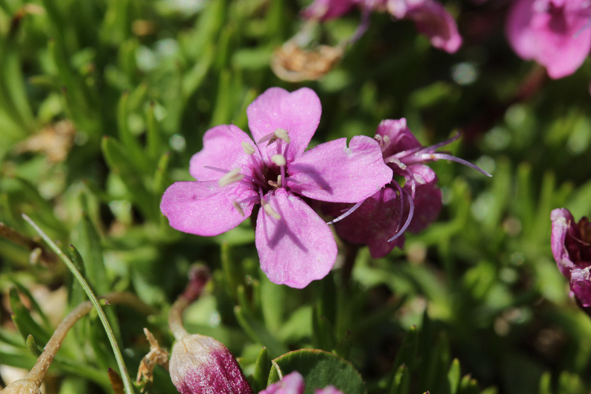 Stängelloses Leimkraut (Silene acaulis) – Produktbild, heimische Wildpflanze, Stauden, naturnaher Garten