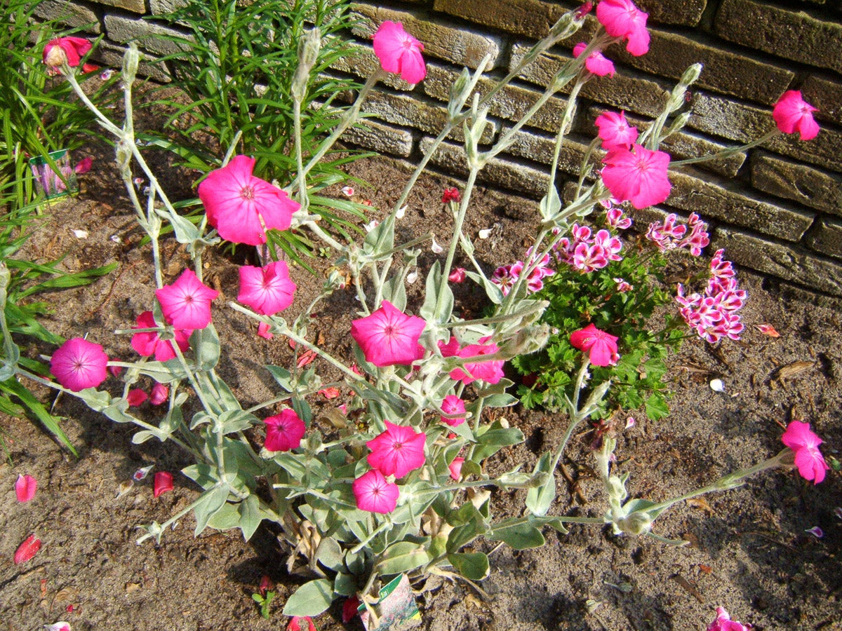 Kronen-Lichtnelke (Silene coronaria) – Produktbild, heimische Wildpflanze, Stauden, naturnaher Garten