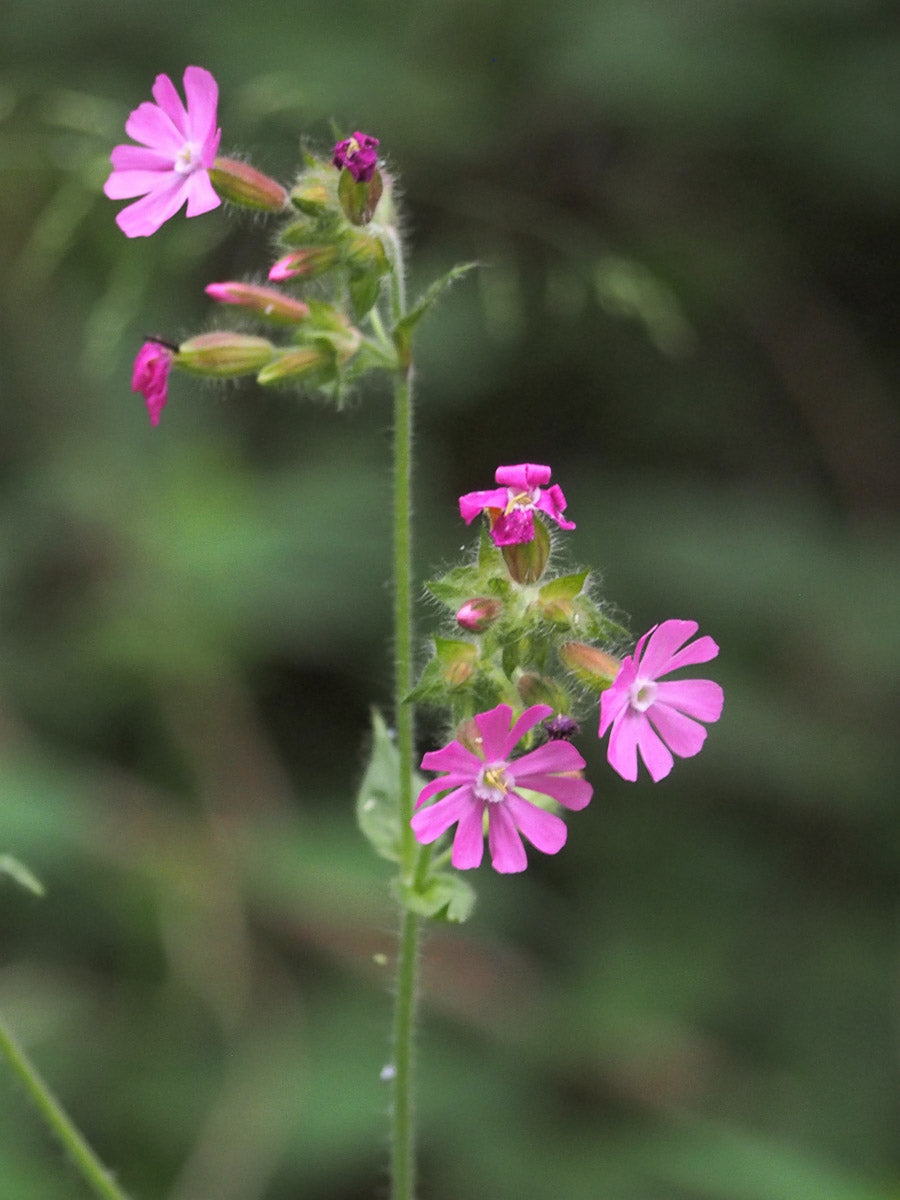 Rote Lichtnelke (Silene dioica) – Produktbild, heimische Wildpflanze, Stauden, naturnaher Garten