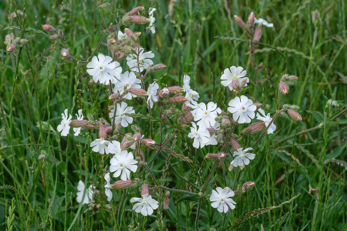 Weiße Lichtnelke (Silene latifolia alba ) – Produktbild, heimische Wildpflanze, Saatgut, naturnaher Garten