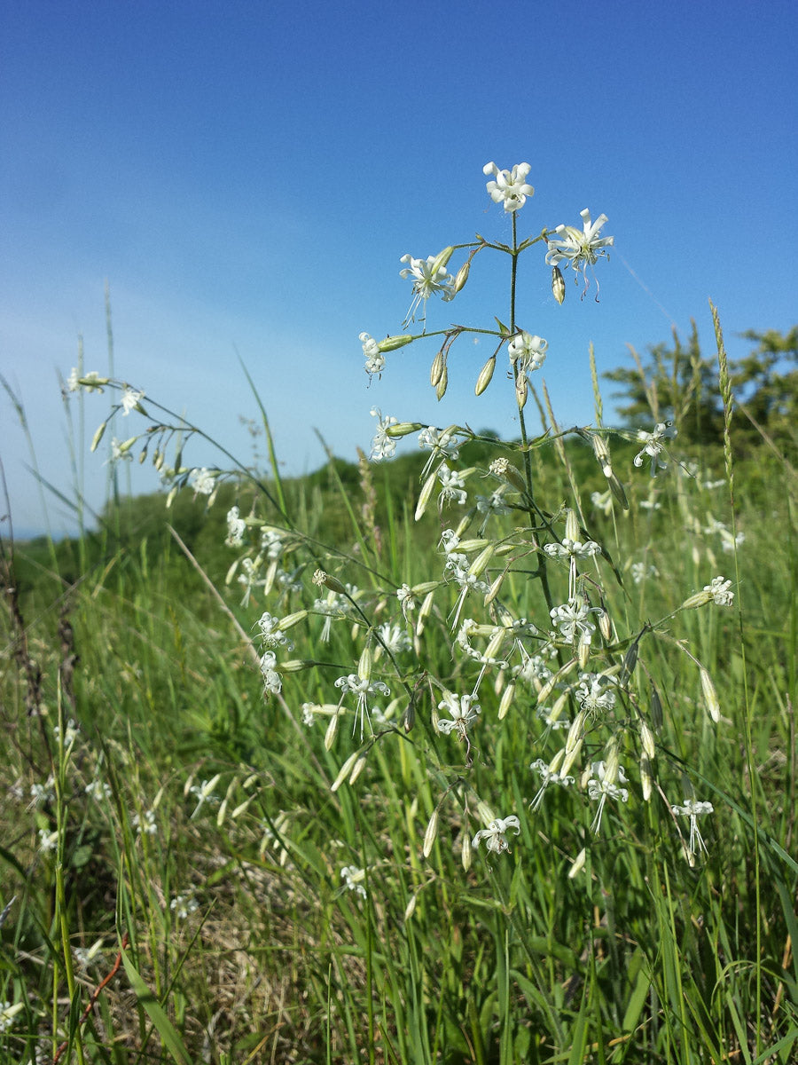 Nickendes Leimkraut (Silene nutans) – Produktbild, heimische Wildpflanze, Stauden, naturnaher Garten