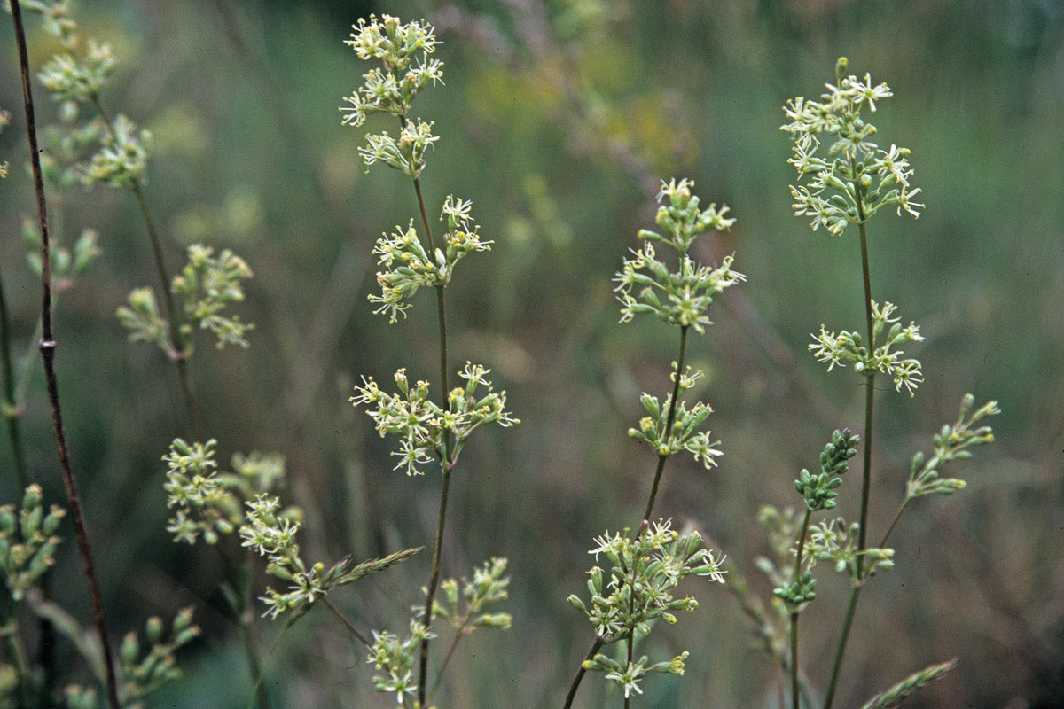 Ohrlöffel- Leimkraut (Silene otites) – Produktbild, heimische Wildpflanze, Stauden, naturnaher Garten