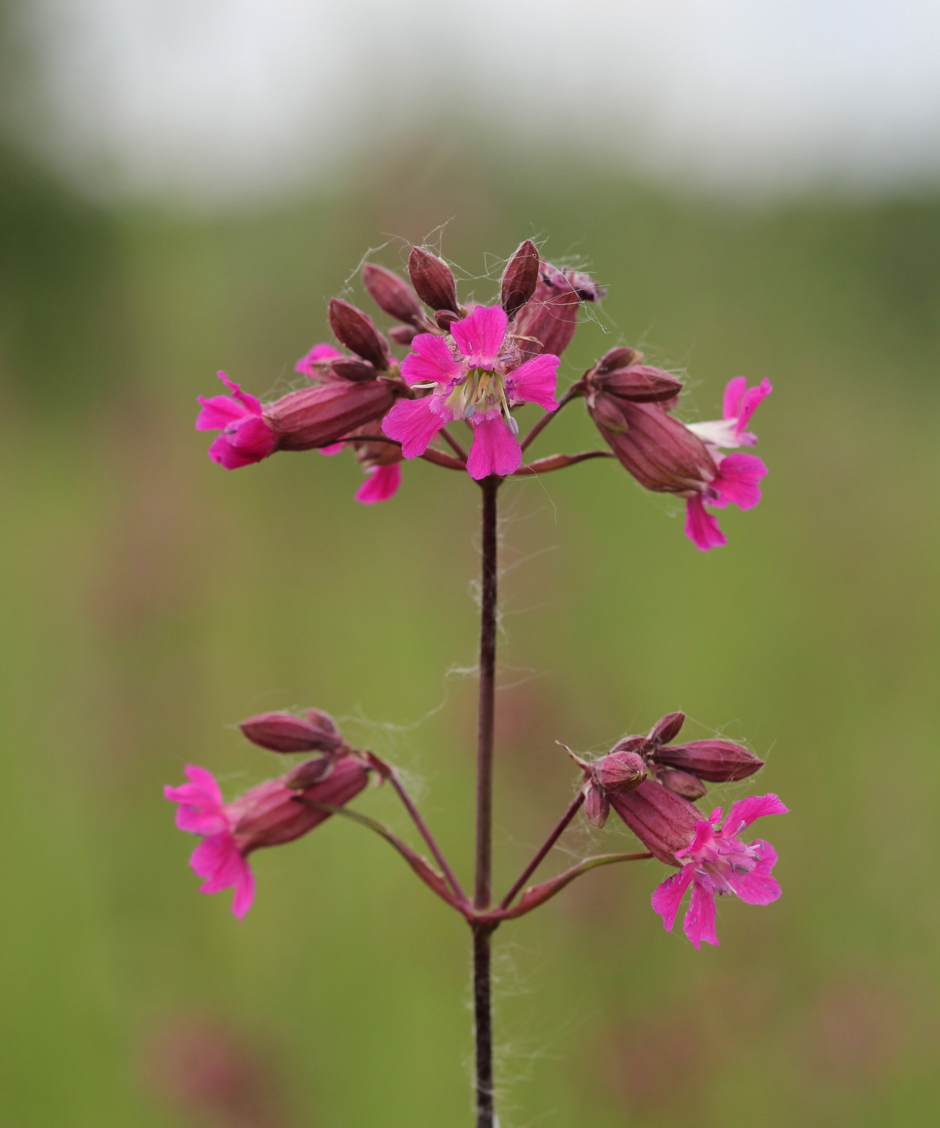 Pechnelke (Viscaria vulgaris) – Produktbild, heimische Wildpflanze, Stauden, naturnaher Garten
