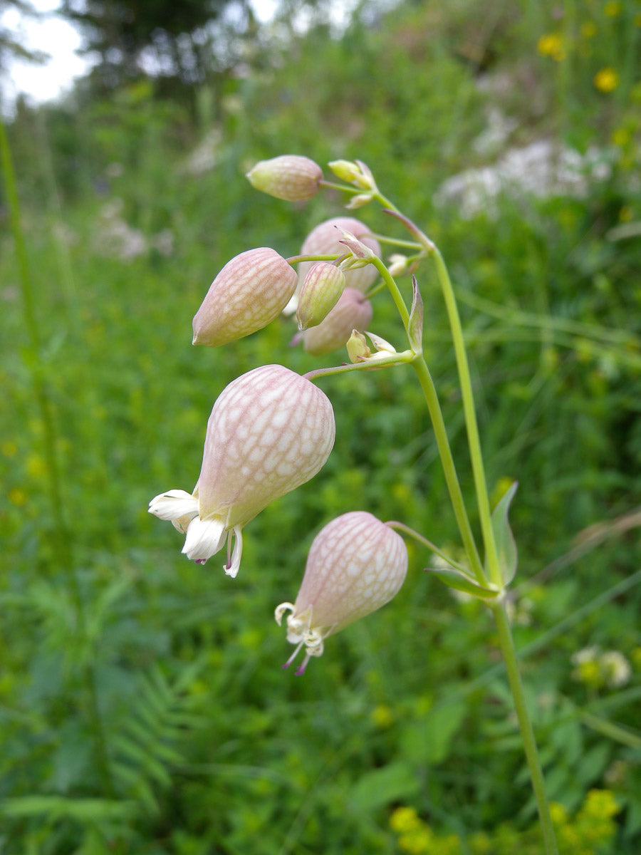 Taubenkopf-Leimkraut (Silene vulgaris) – Produktbild, heimische Wildpflanze, Stauden, naturnaher Garten