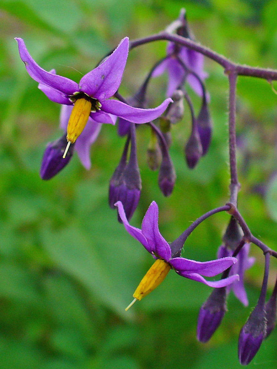 Bittersüßer Nachtschatten (Solanum dulcamara) – Produktbild, heimische Wildpflanze, Stauden, naturnaher Garten